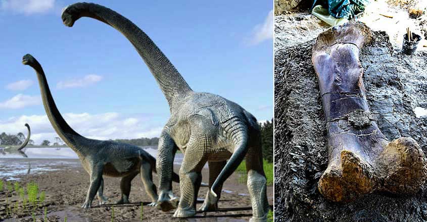 Paleontologists find giant dinosaur bone Paleontologists find giant dinosaur bone