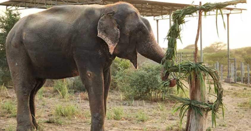 Elephant Rescued From Captivity Celebrates 5 Years Of Freedom Elephant Rescued From Captivity Celebrates 5 Years Of Freedom