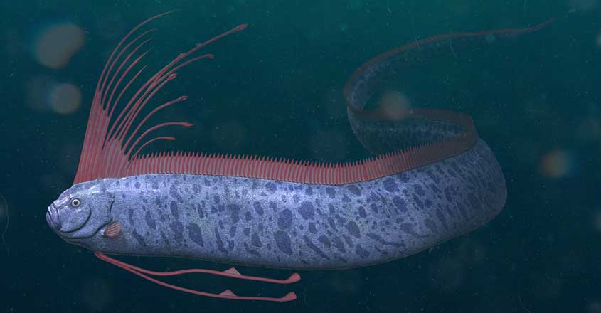 Oarfish Oarfish