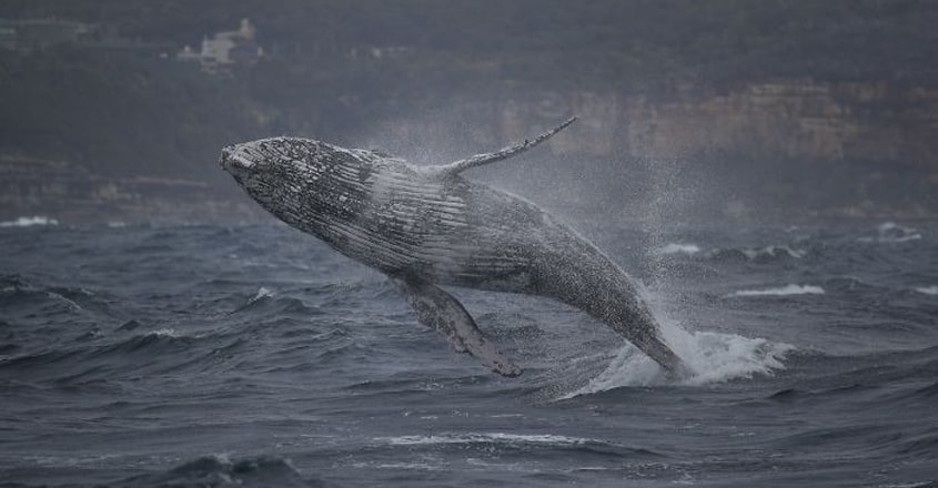 Giant Humpback Whale Breached Out Of The Ocean Giant Humpback Whale Breached Out Of The Ocean