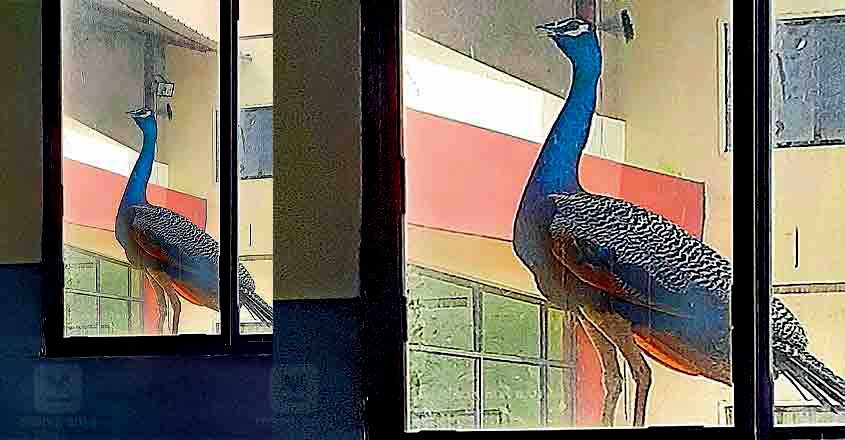 peacock peacock