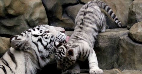 Mother And Baby Mother And Baby