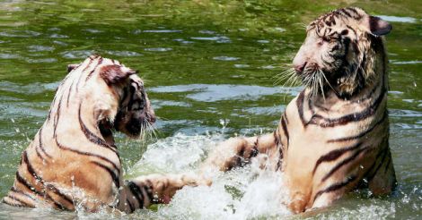 Tiger In Water Tiger In Water