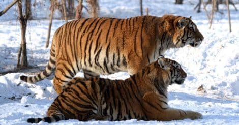 Two Tigers Two Tigers