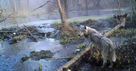 A wolf in a wild wood in Ukraine's Chernobyl.
