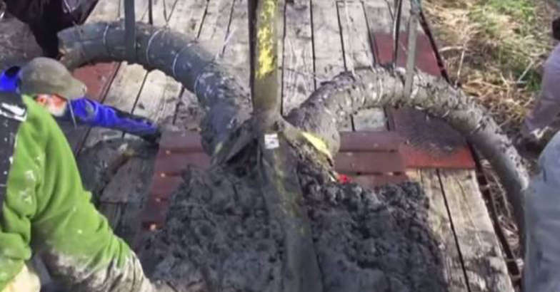 woolly mammoth two tusks woolly mammoth two tusks