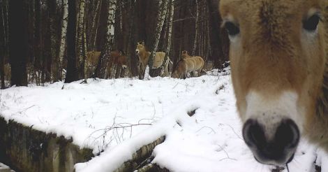 wild animals roam close to Ukraine's Chernobyl