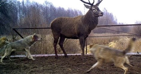 wolves attack a deer