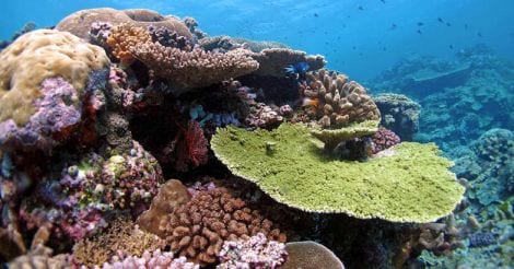 great-barrier-reef