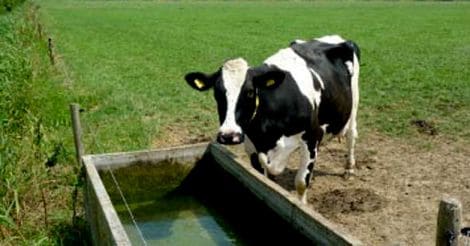 cow-drinking-water