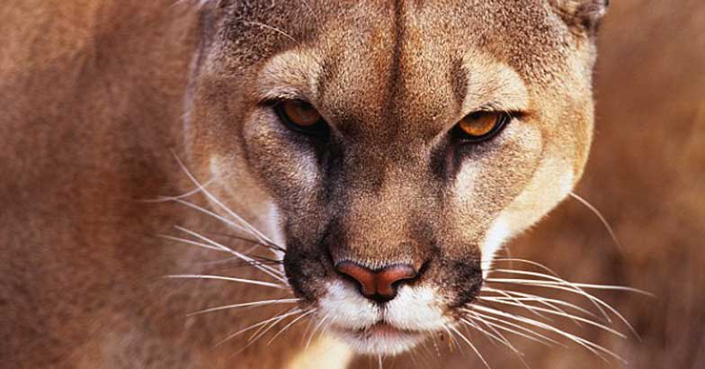 mountain lion mountain lion
