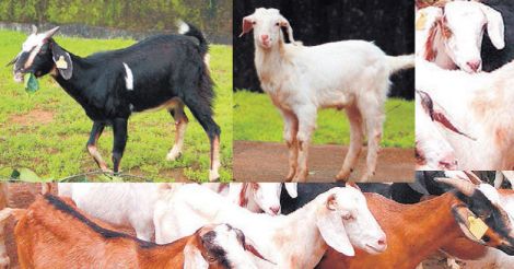 goat-farming