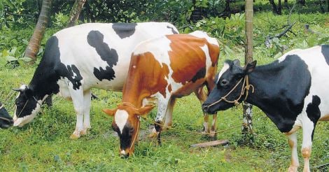 new-trends-dairy-farm