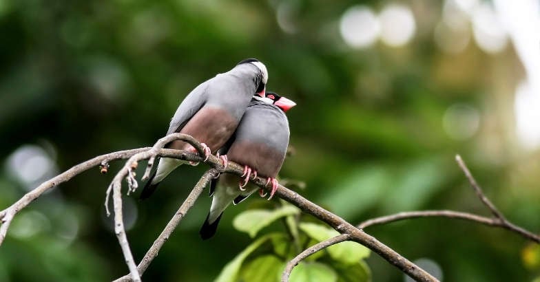 Sweet couple (Java Sparrow) on tree branch Sweet couple (Java Sparrow) on tree branch
