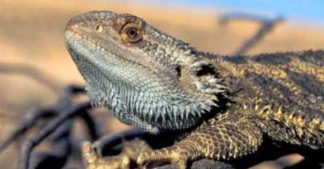 cold-blooded-australian-central-bearded-dragon