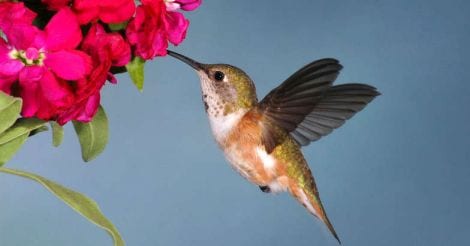 Hummingbird