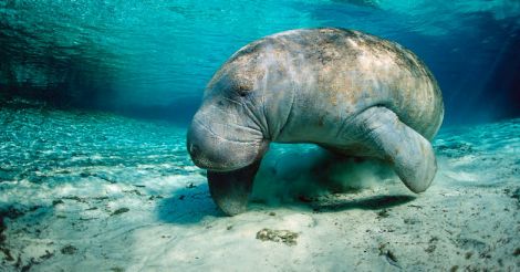 Dugong