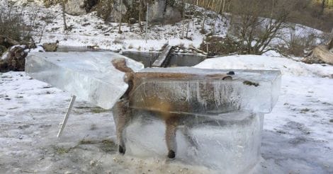 frozen fox