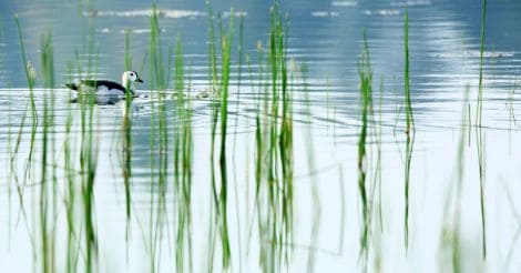 Cotton Pygmy Goose