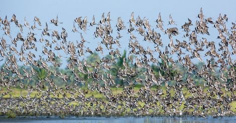 Black-tailed-Godwit