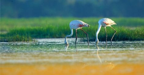 Greater-Flamingo