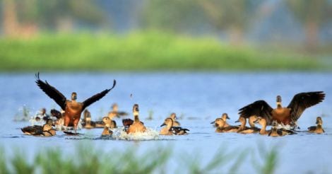 Lesser Whistling Duck