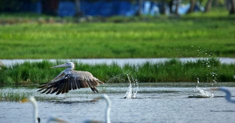 Spot-billed-Pelican