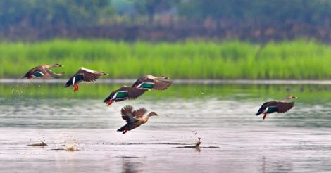 Spot-billed-duck