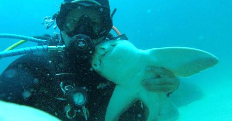 diver-cuddles-shark-rick-anderson-australia