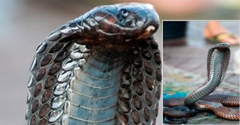 Egyptian cobra