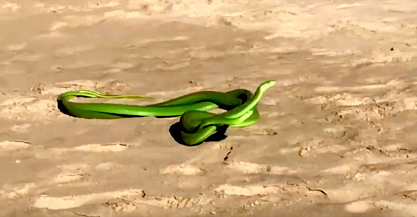 Green Mambas Green Mambas