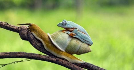 frog-sits-on-the-back-of-a-snail