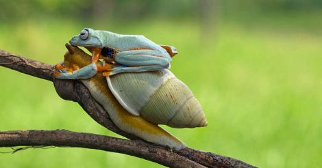 frog-tightly-catch-snail