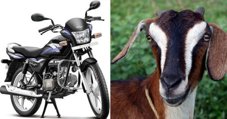 Goat For Hero Bikes