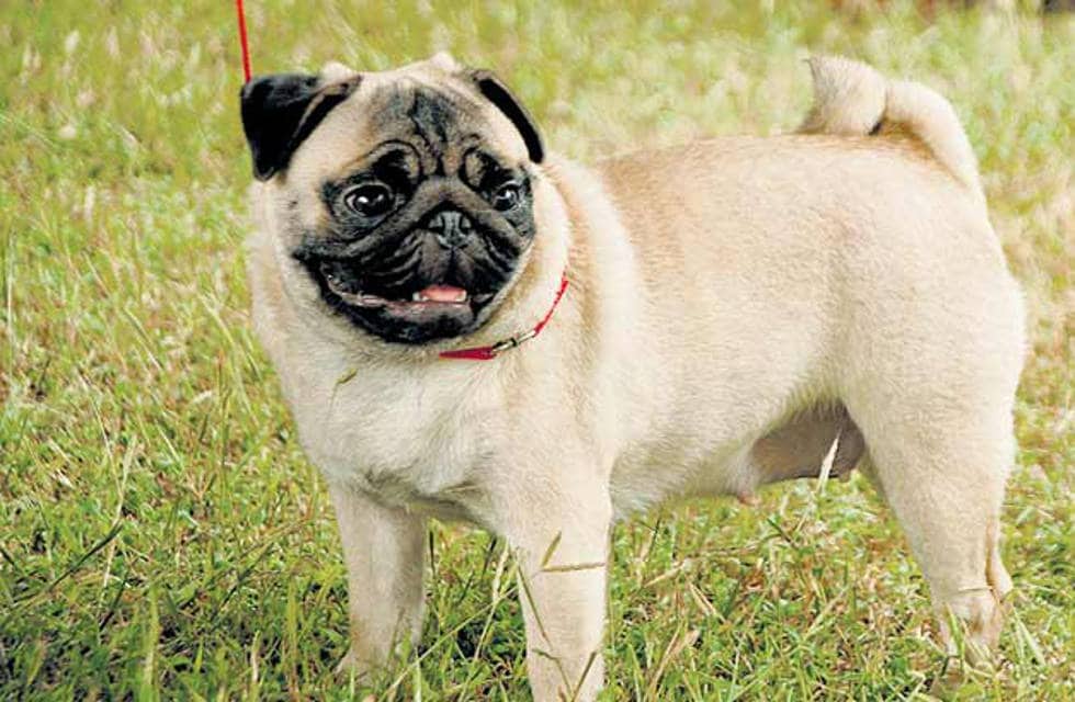dog-pug dog-pug