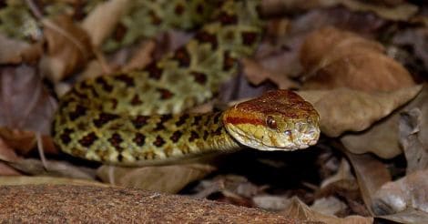 first-aid-tips-for-snake-bite