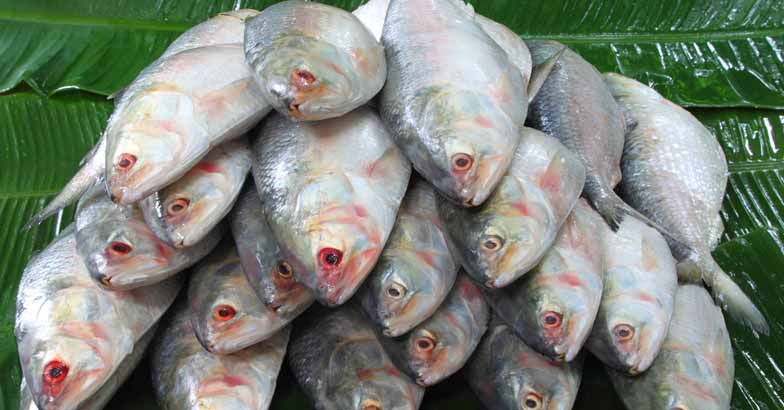 fish fish
