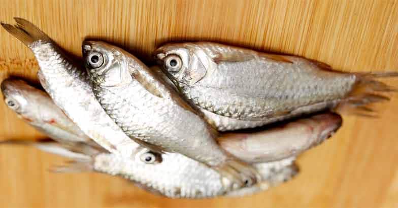 fish fish