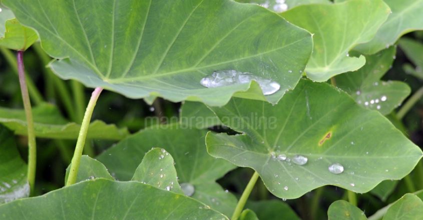 leaf-colocasia