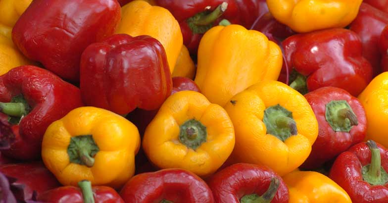 capsicum capsicum
