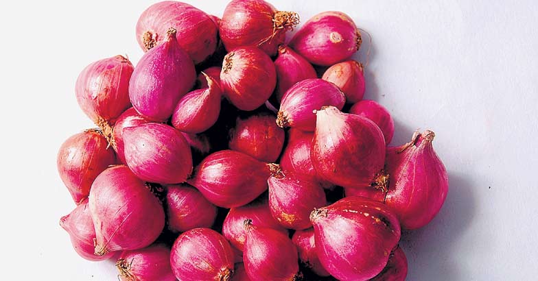 onion-small onion-small