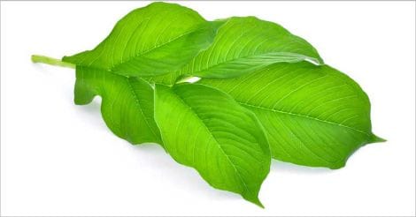 yam-leaves