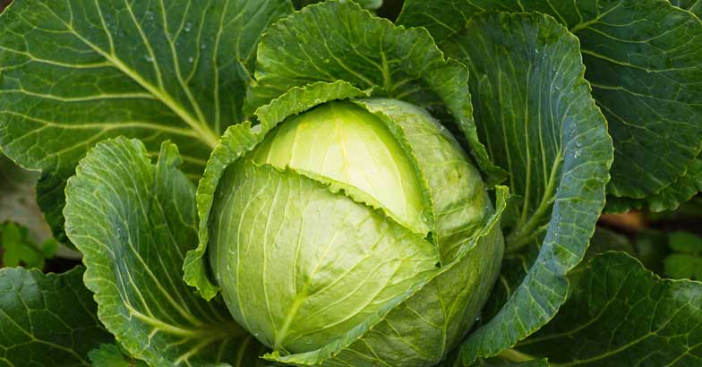 cabbage cabbage