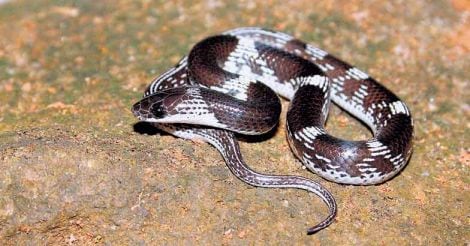 snake-varavarayan