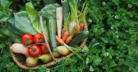 vegetable-farming