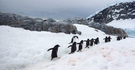 antartic-travelogue-penguins-in-a-row