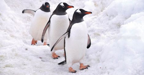 antartic-travelogue-penguins