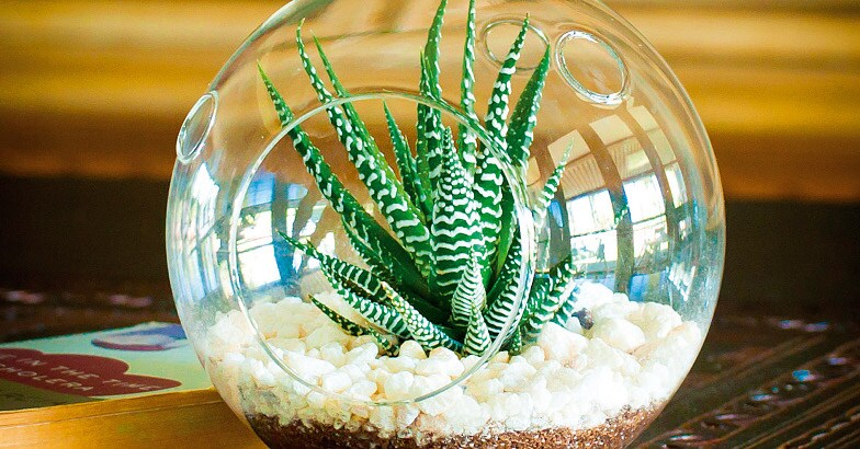 Terrarium Terrarium