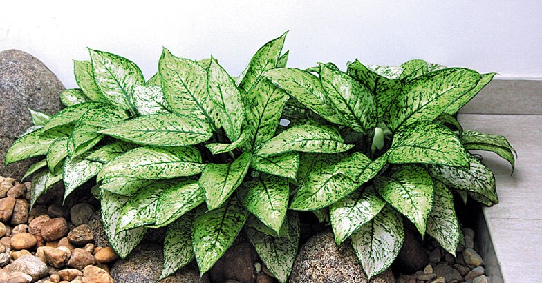garden-trend-2 garden-trend-2