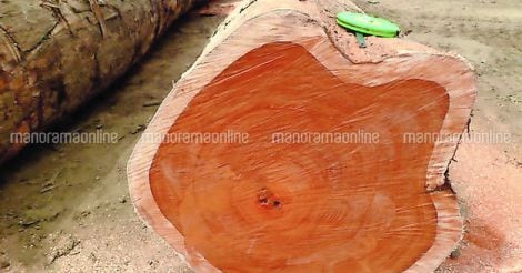 padauk-teak-wood-logs